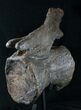 Massive Diplodocus Caudal Vertebra - Dana Quarry #10106-4